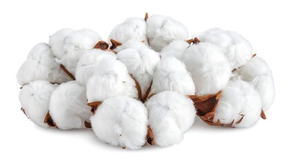 Closeup Fluffy Cotton Bolls Cluster.