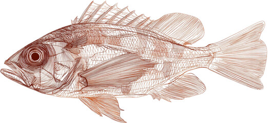 Detailed scientific illustration of a fish anatomy showing skeleton and fins.