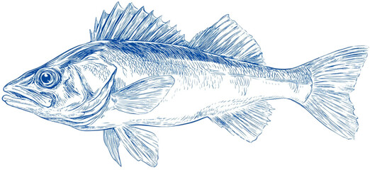 Artistic blue sketch illustration of a Zander fish.
