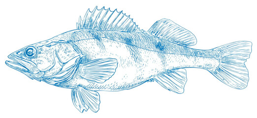 Blue watercolor line drawing of a freshwater perch fish.
