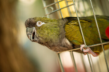 A green parrot peers curiously through the bars of its cage, surrounded by bright colors