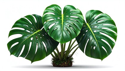Monstera Deliciosa Plant Lush Green Leaves.