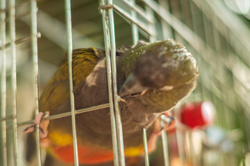 A vibrant bird leans through the bars of its cage, showing interest in its surroundings