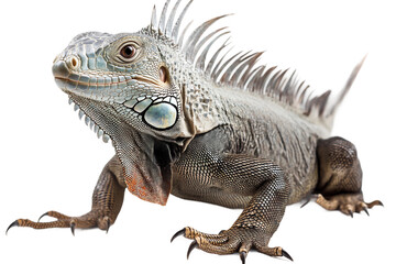 Fototapeta premium Iguana crawling pose isolated on transparent background