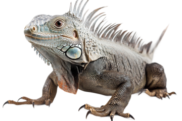 Iguana crawling pose isolated on transparent background