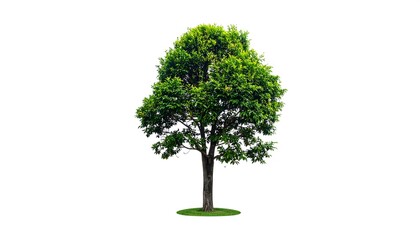 Green Tree Isolated On White Background.