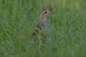 Rebhuhn (Perdix perdix) - Grey partridge