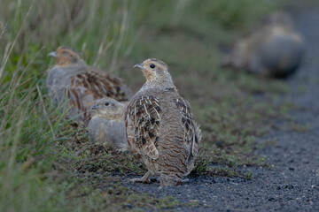 Rebhuhn (Perdix perdix) - Grey partridge