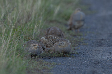 Rebhuhn (Perdix perdix) - Grey partridge