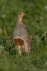 Rebhuhn (Perdix perdix) - Grey partridge