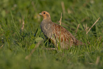 Rebhuhn (Perdix perdix) - Grey partridge