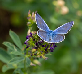 male common blue butterfly polyommatus icarus on medicago blossom in summer meadow