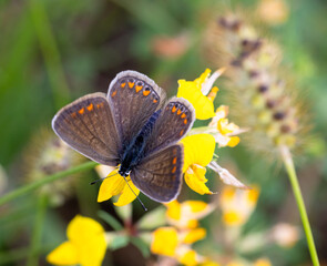 female common blue butterfly polyommatus icarus on lotus corniculatus blossom
