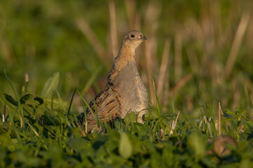 Rebhuhn (Perdix perdix) - Grey partridge