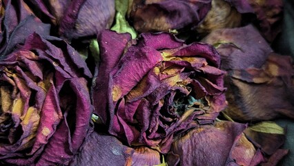 Close up of withered roses showing soft texture and faded beauty, suitable for art, emotion and floral design themes.
