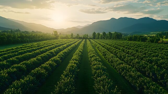 Beautiful aerial farm field rows high resolution picture