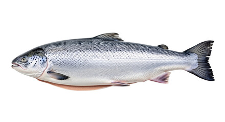 Obraz premium Pristine Atlantic salmon with glistening silver-sapphire scales, dark spots, and splayed fins, on a seamless transparent background with copy space. Concept of fresh seafood and healthy eating