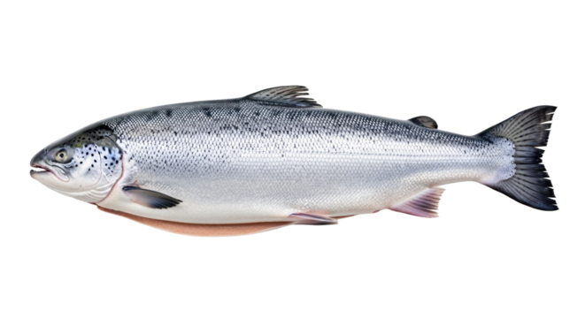 Pristine Atlantic salmon with glistening silver-sapphire scales, dark spots, and splayed fins, on a seamless transparent background with copy space. Concept of fresh seafood and healthy eating