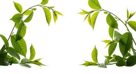 Fototapeta premium Vibrant emerald green leaves on slender branches, arching around central copy space, transparent studio background, bright high-key light. Concept of natural growth and purity