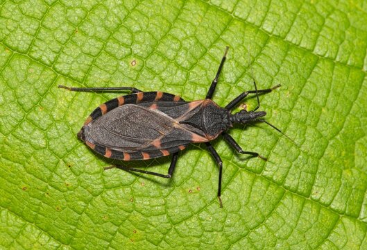 Eastern Bloodsucking Conenose Kissing Bug Triatoma sanguisuga Chagas disease carrier on leaf.	