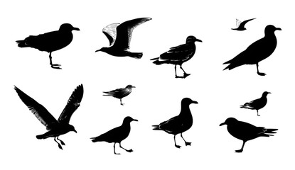 Fototapeta premium Set of isolated black seagull bird silhouettes in various poses.