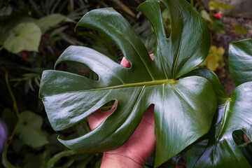 Monstera deliciosa leaf held by hand close up