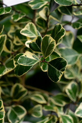 Variegated Ficus Triangularis Leaves Close Up