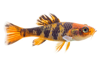 Naklejka premium Realistic koi fish design isolated on transparent background