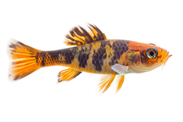 Realistic koi fish design isolated on transparent background
