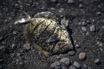 fish. Punaluʻu Beach ( Black Sand Beach) is a beach between Pāhala and Nāʻālehu on the Big Island of the U.S. state of Hawaii. The beach has black sand made of basalt lava.