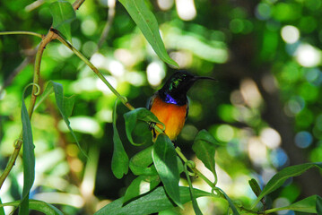birds-africa-close-up-wild-colorful-tropical-sunbird-perched-shade-tree