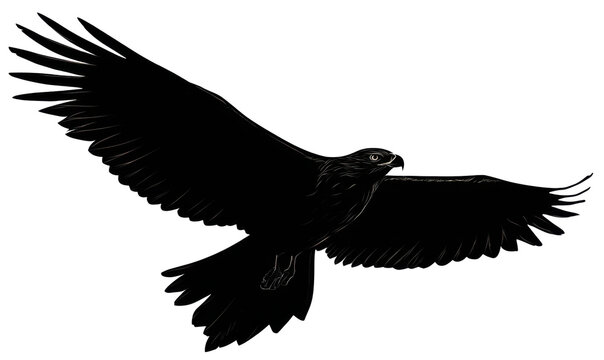 A detailed black and white illustration of a soaring eagle with outstretched wings, captured in mid-flight.