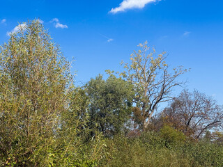 Obraz premium trees in early fall