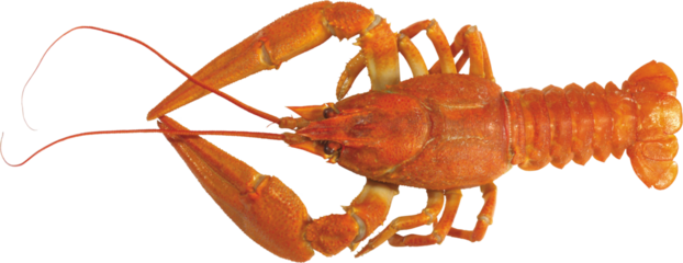 Cooked red lobster or crayfish with claw and antenna, a seafood gourmet crustacean meal isolated on white