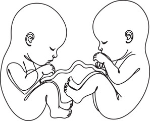 Two fetuses in a womb connected by umbilical cords, line art illustration baby unborn on white background also transparent background