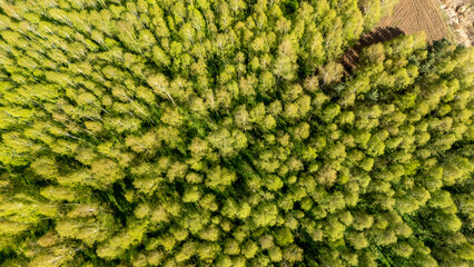 Aerial view of dense green forest with various tree species. The vibrant foliage creates a lush canopy, showcasing the beauty of nature and the environment.