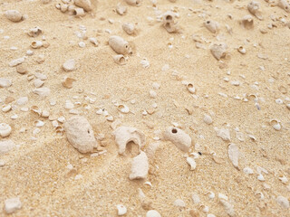 Shells in the dunes of Corralejo Dunes Natural Park, Fuerteventura, Canary Islands, Spain