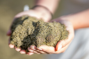 Papakōlea Beach (also known as Green Sand Beach or Mahana Beach[1]) is a green sand beach located near South Point, in the Kaʻū district of the island of Hawaiʻi. Olivine Crystals
