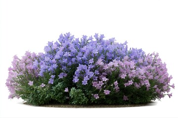 Fototapeta premium Lavender and purple flower bush with lush green foliage in full bloom