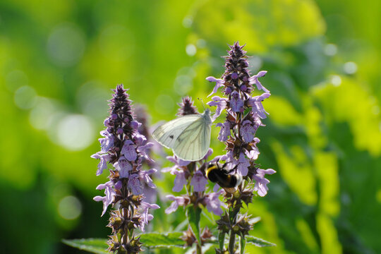 Sumpf-Ziest, Stachys palustris Kleine Kohlwei&szlig;ling