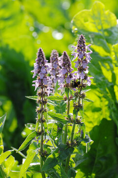 Sumpf-Ziest, Stachys palustris
