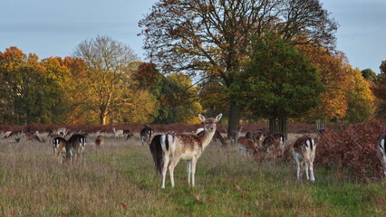 Fallow deer wild animals nature landscape. Herd grazing peacefully in picturesque meadow forest field, during autumn sunset, create a serene scene of wildlife in their natural habitat