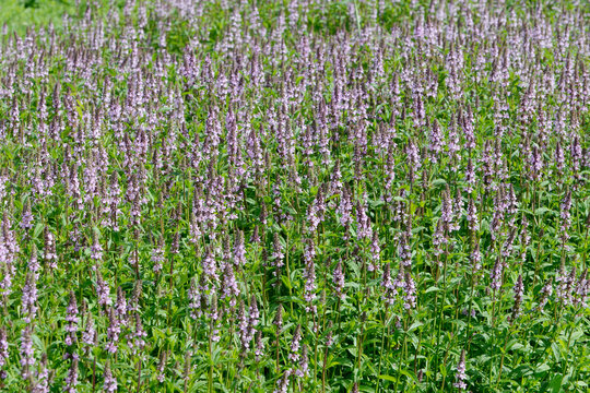 Sumpf-Ziest, Stachys palustris