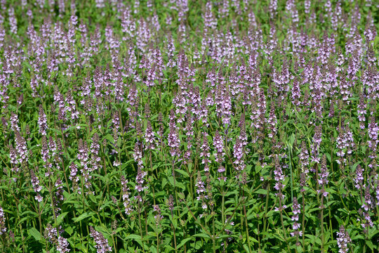 Sumpf-Ziest, Stachys palustris