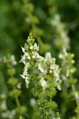 Aufrechte Ziest,  Stachys recta
