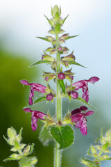  Wald-Ziest,  Stachys sylvatica