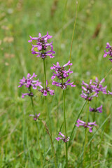 Ziest, Heil, Betonica officinalis, Stachys offizinalis