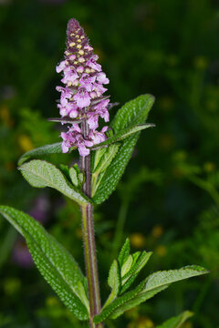 Sumpf-Ziest, Stachys palustris