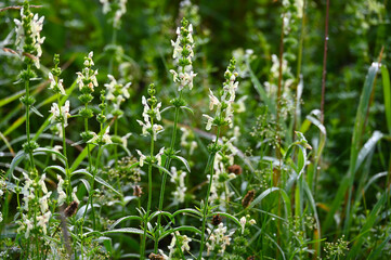 Obraz premium Aufrechte Ziest, Stachys recta