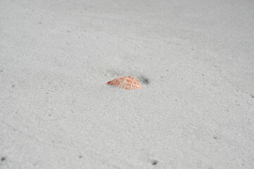 Seashell Resting on Soft White Sand